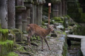 Nara, Japan